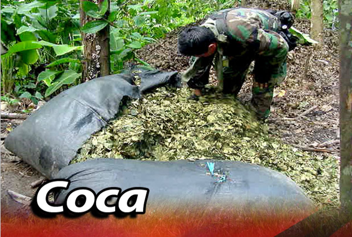 Cultivadores de coca del Cauca aún no conocen qué traen para ellos los acuerdos de paz