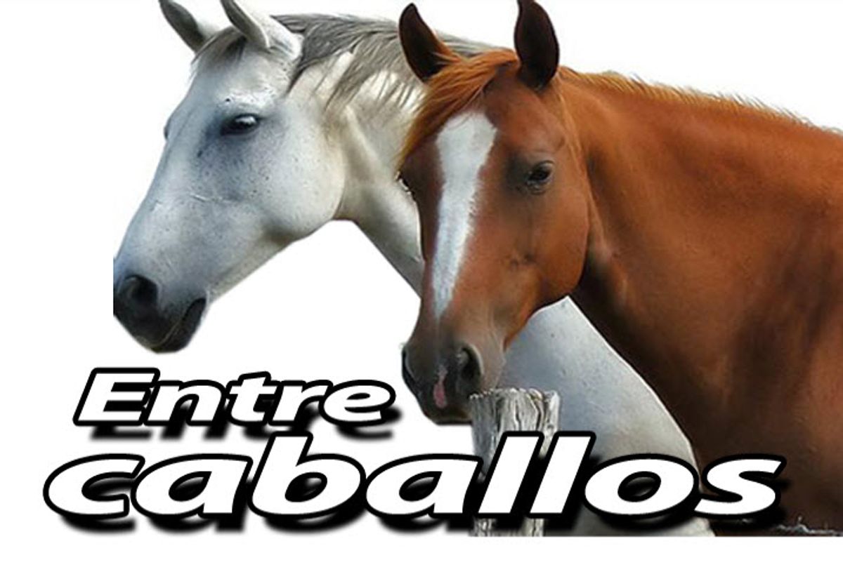 Procuraduría pide suspender los recorridos turísticos en caballos cocheros en Cartagena