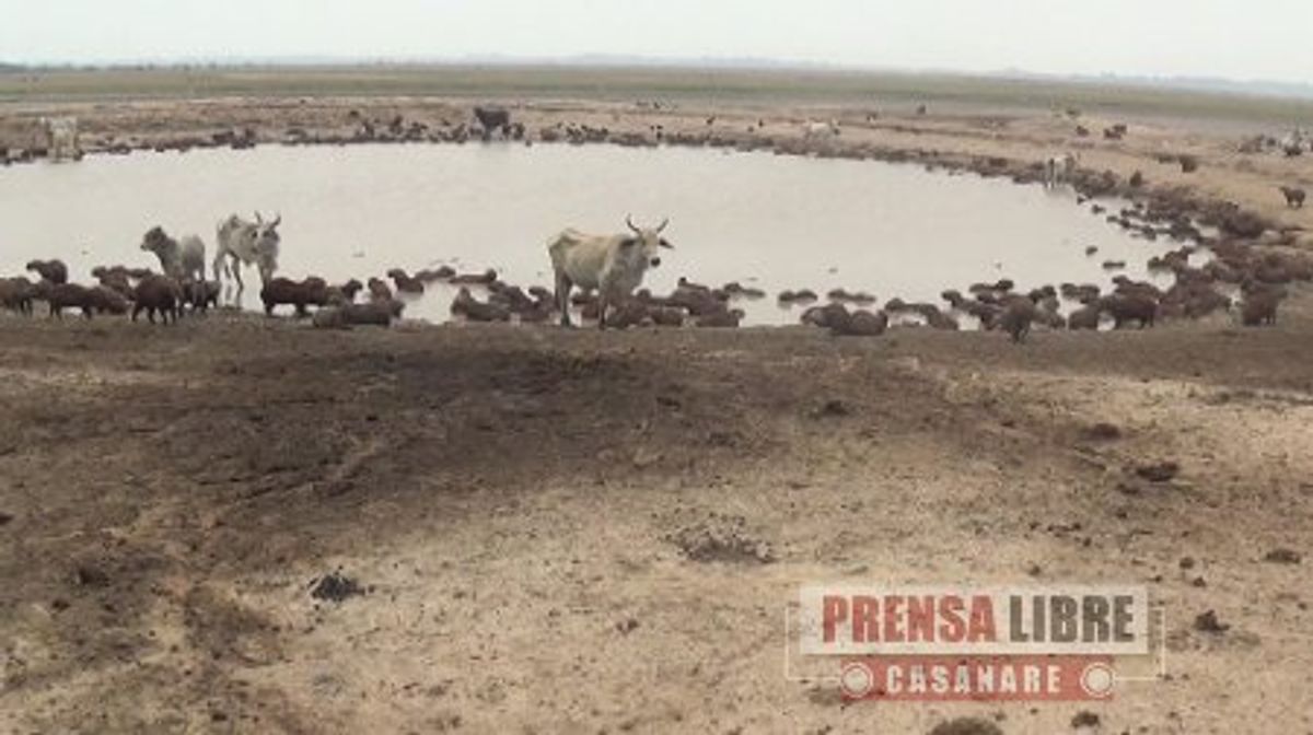 Mortandad de animales en Casanare por sequías