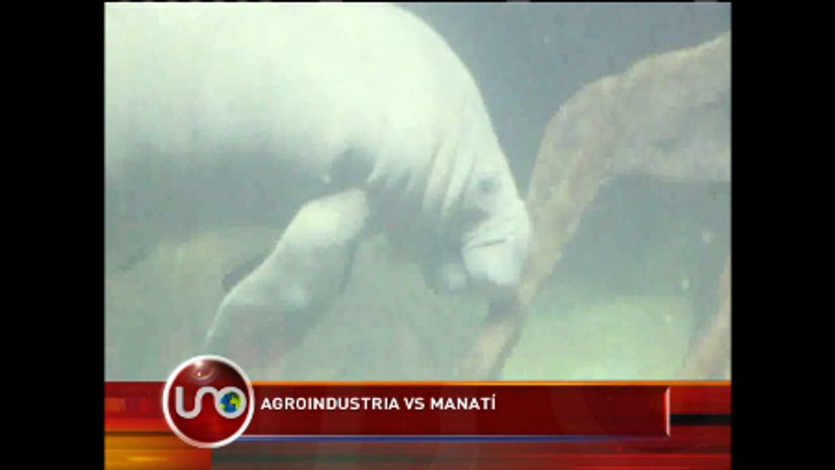 Agroindustria pone en peligro hábitat de manatíes