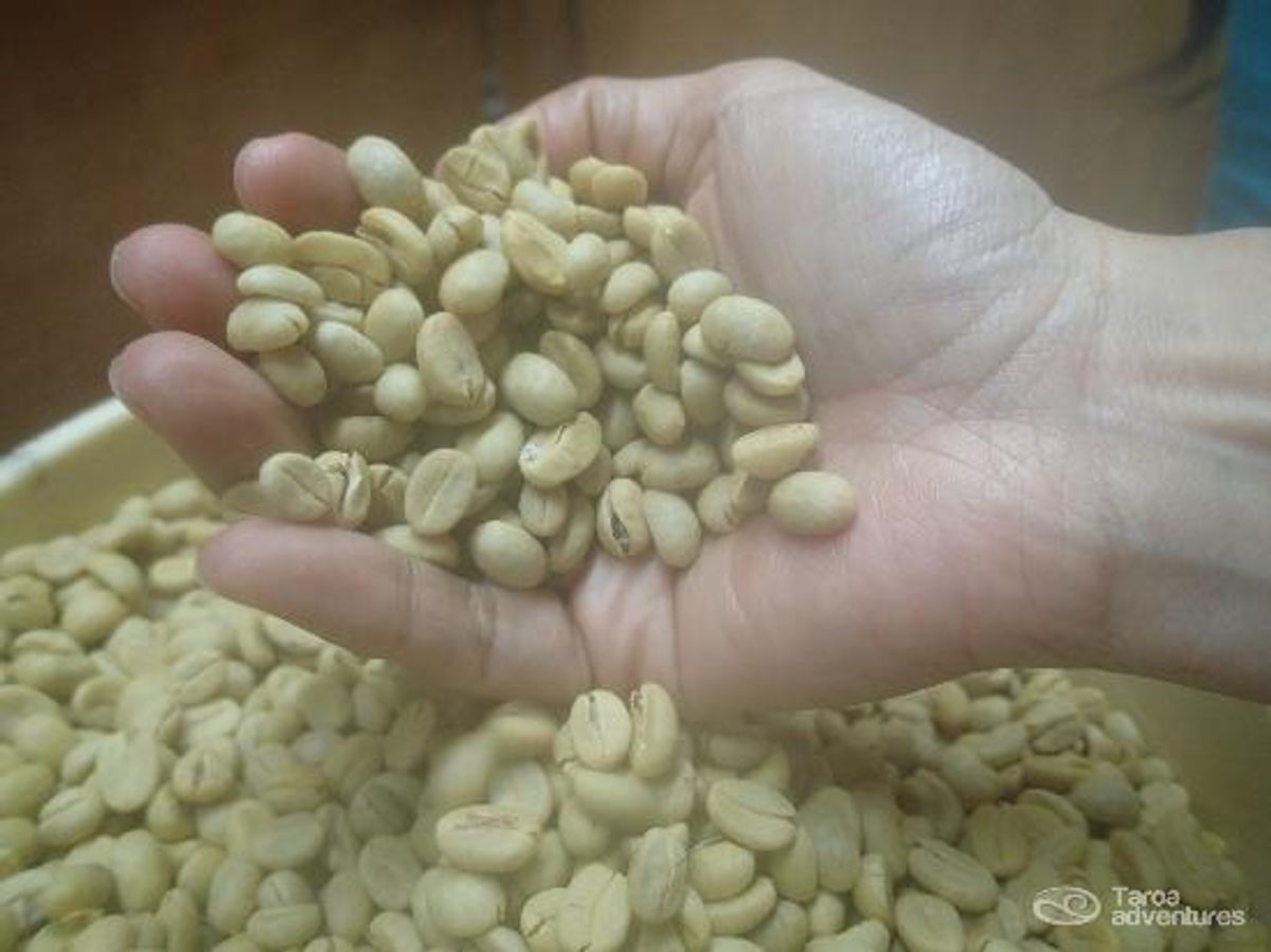¿Cómo cultivar café orgánico?