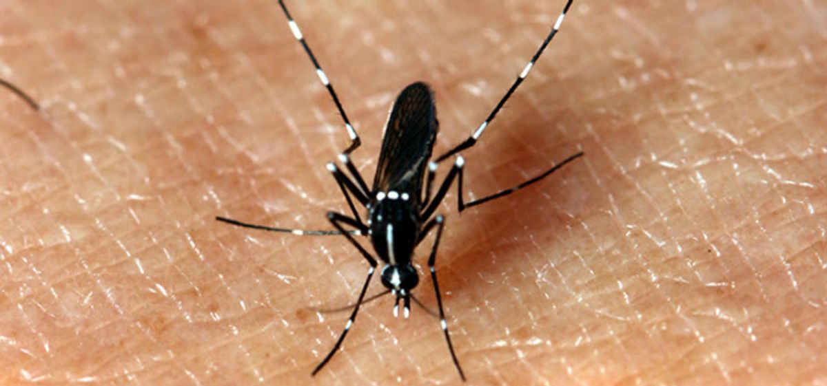Especial atención para las madres gestantes infectadas con el virus del Zika
