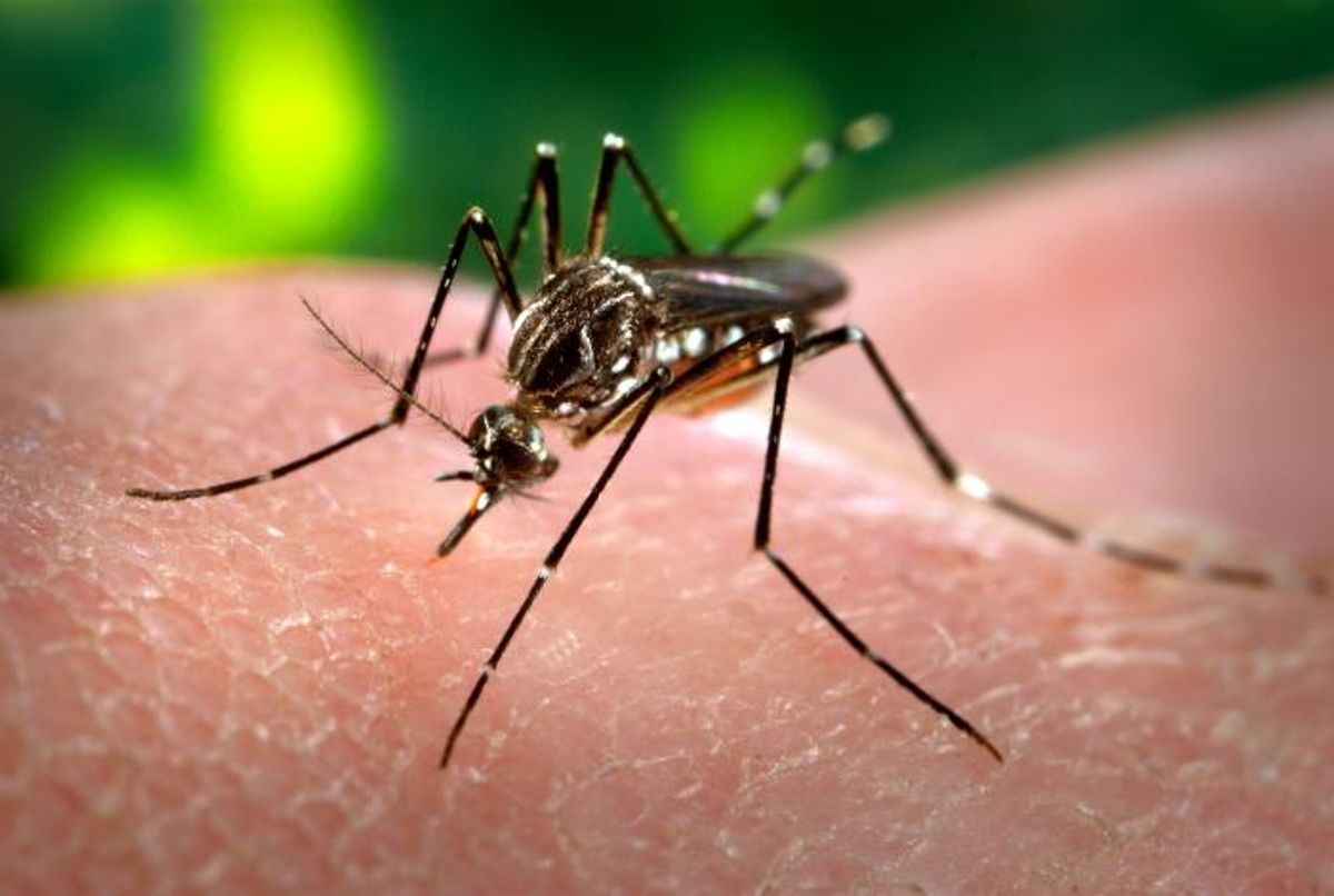 Más de 25 mil pacientes con síntomas de Zika