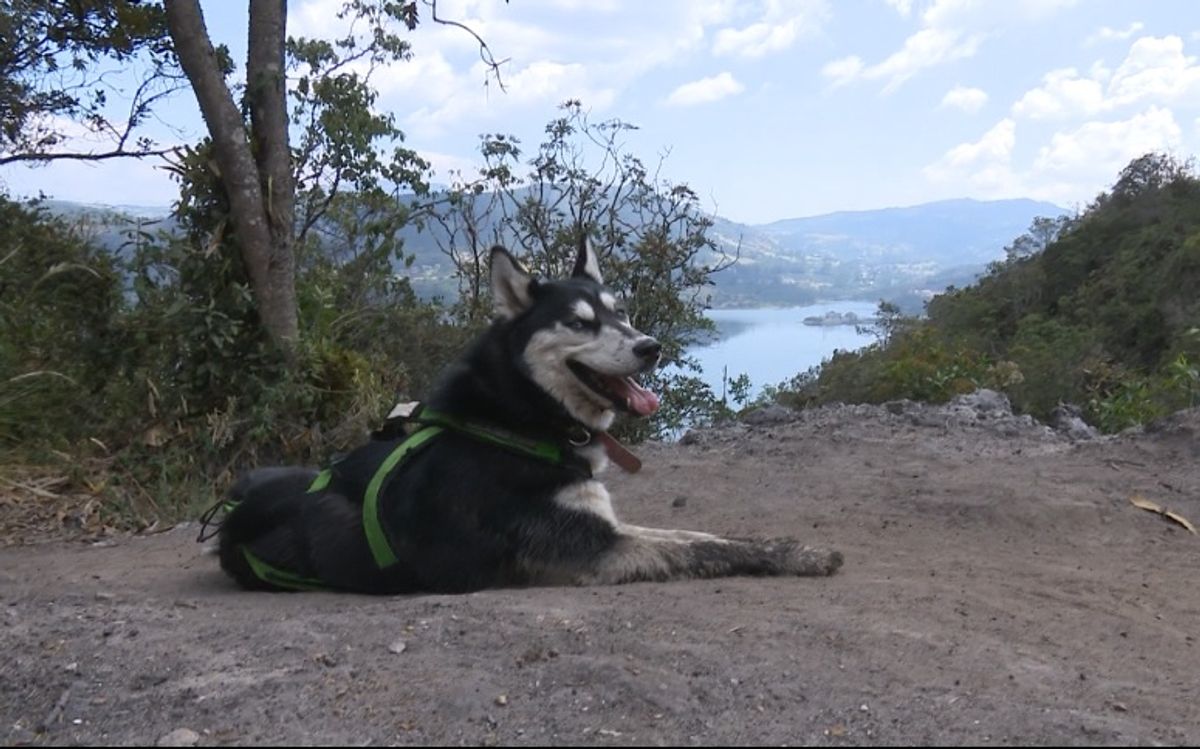 Triatlón se inaugura con su primera versión canina