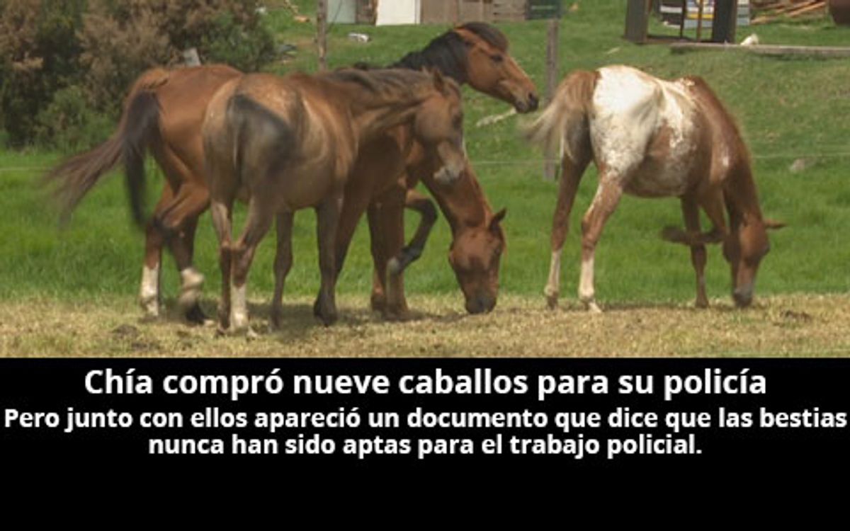 Roban caballos a Policía de Chía