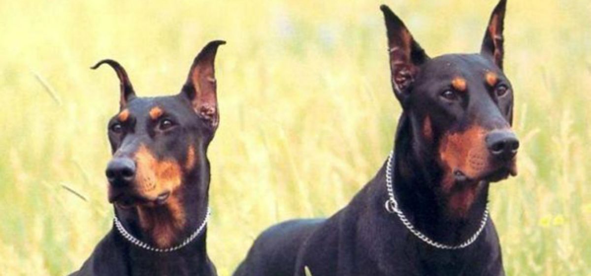 Amos de perros “potencialmente peligrosos” piden que se reforme la ley para no segregarlos por raza