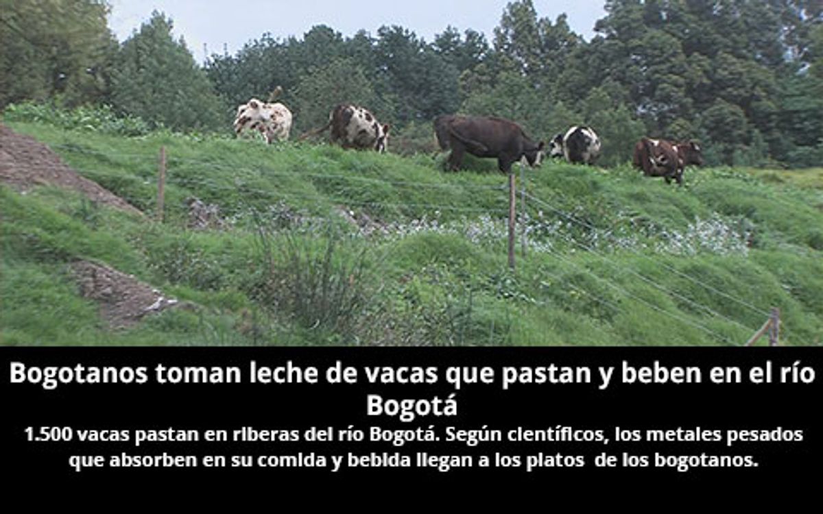 Bogotanos toman leche de vacas que pastan y beben en el río Bogotá