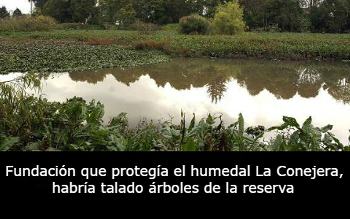 Fundación que protegía el humedal La Conejera habría talado árboles de la reserva