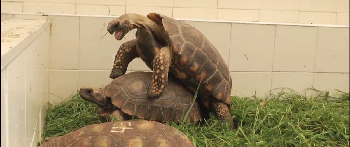 La increíble historia de amor de dos tortugas en cautiverio