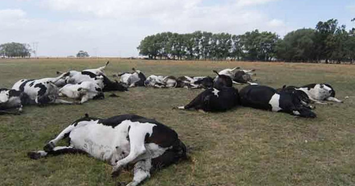 Vacas con supuesta fiebre aftosa en realidad venían enfermas desde Venezuela