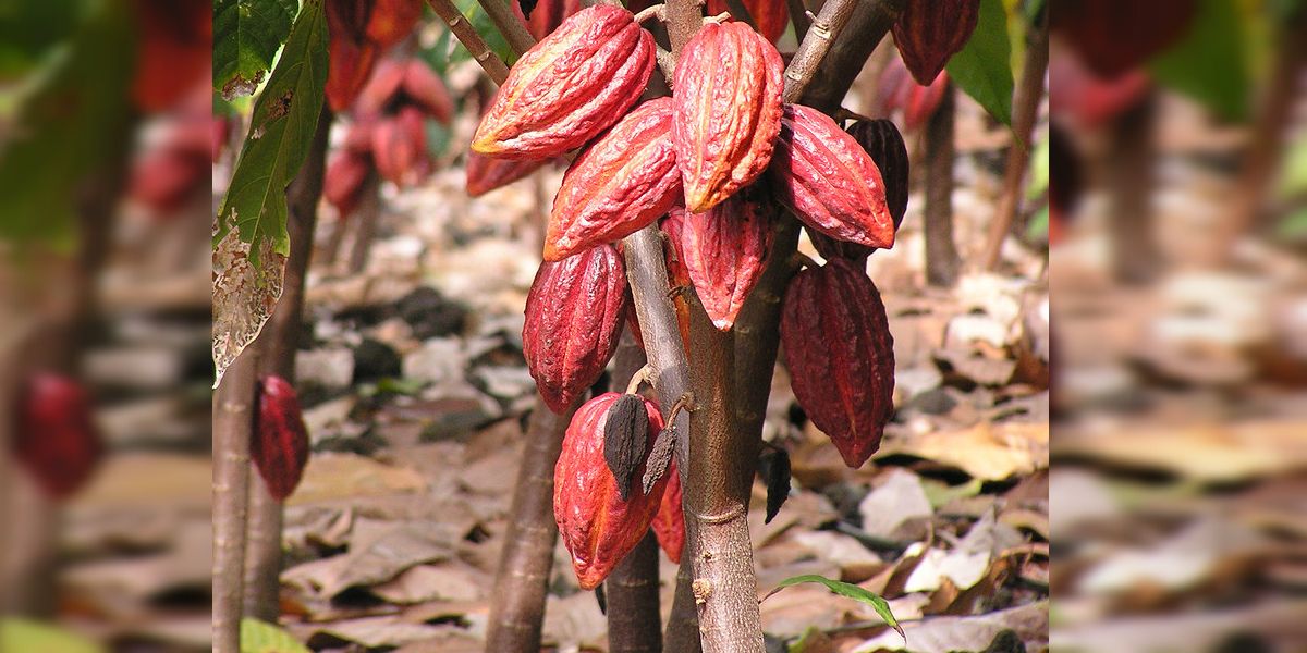 Cacao a concurso en Francia