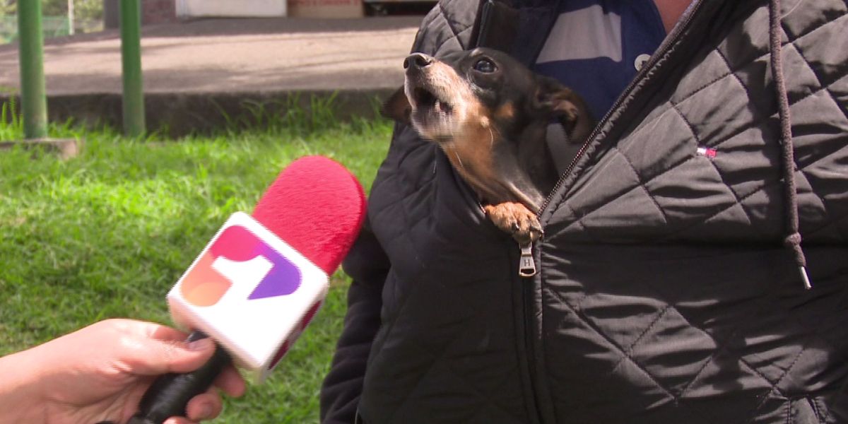 Perros vieron eclipse en Bogotá