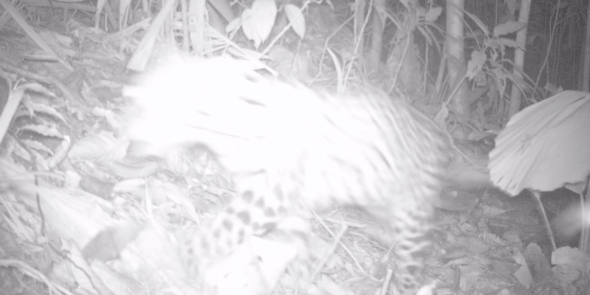 Primer registro científico de un Jaguar en Cundinamarca
