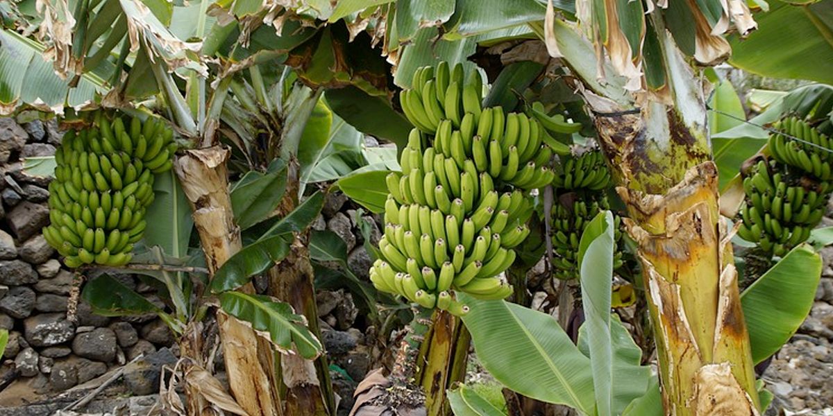 Trabajadores bananeros afectados por sobreoferta