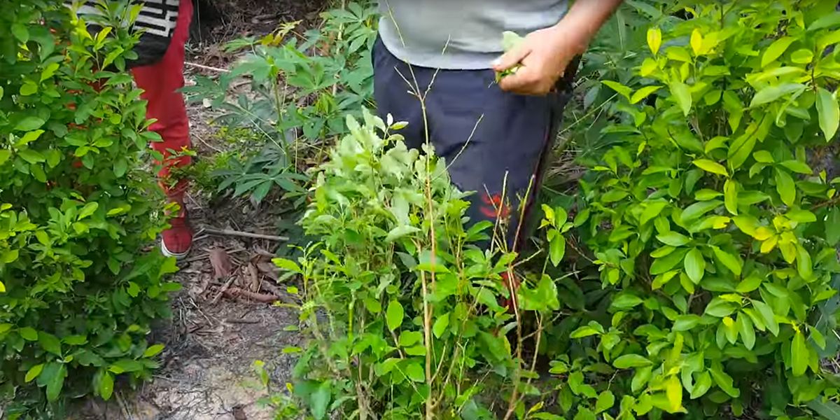 Destruyen cultivos de coca en región del Magdalena