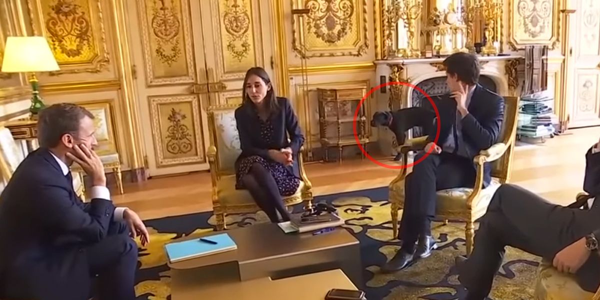 Nemo, el perro del presidente de Francia, se orinó en reunión de Gobierno