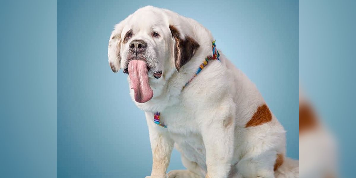 Mochi, la perra con la lengua más larga del mundo