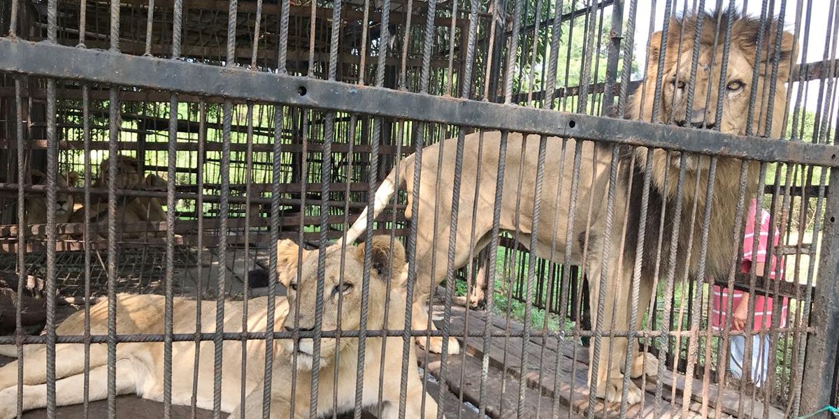 6 leones rescatados de circos, serán trasladados a Santuario de Felinos en México