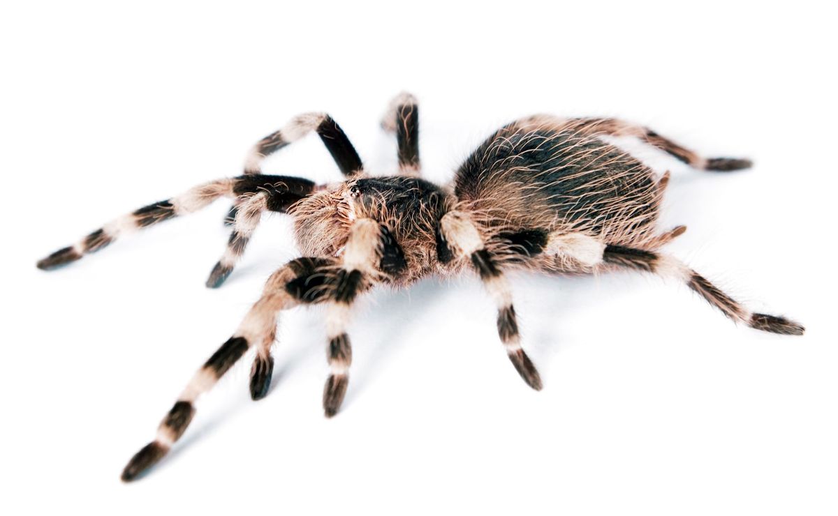 ¿Cómo superar el miedo a las arañas?