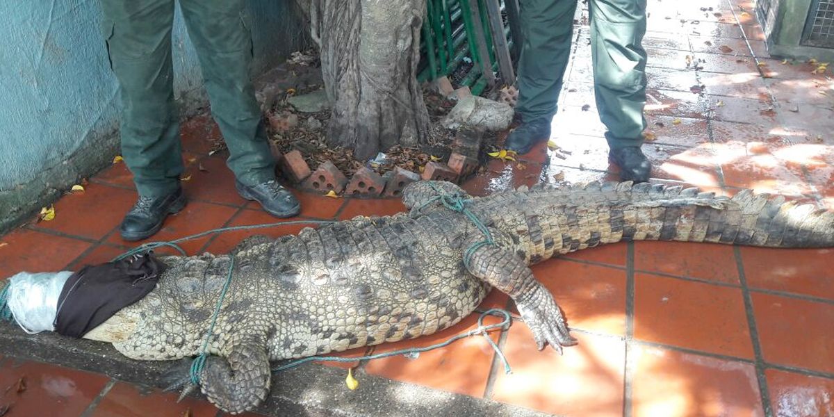 Policía rescata cocodrilo de tres metros en carretera de Bolívar