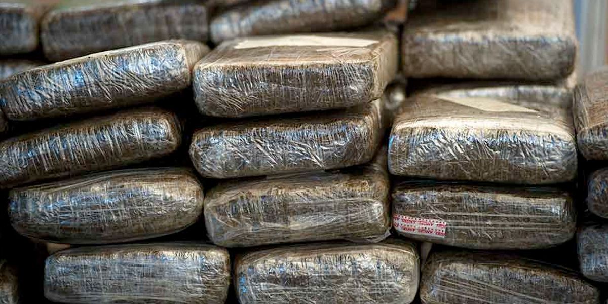 Hallan centro de acopio con cerca de 600 kilos de marihuana cripy en Cauca