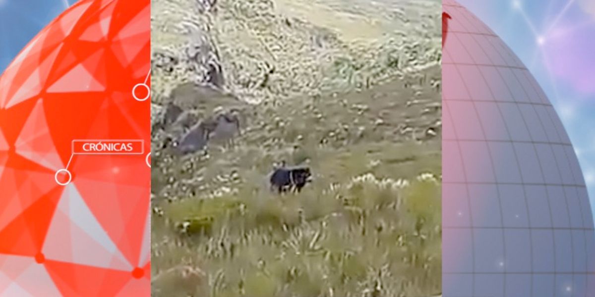 Sorprendentes imágenes de oso Andino comiendo mazorcas en Urrao, Antioquia  