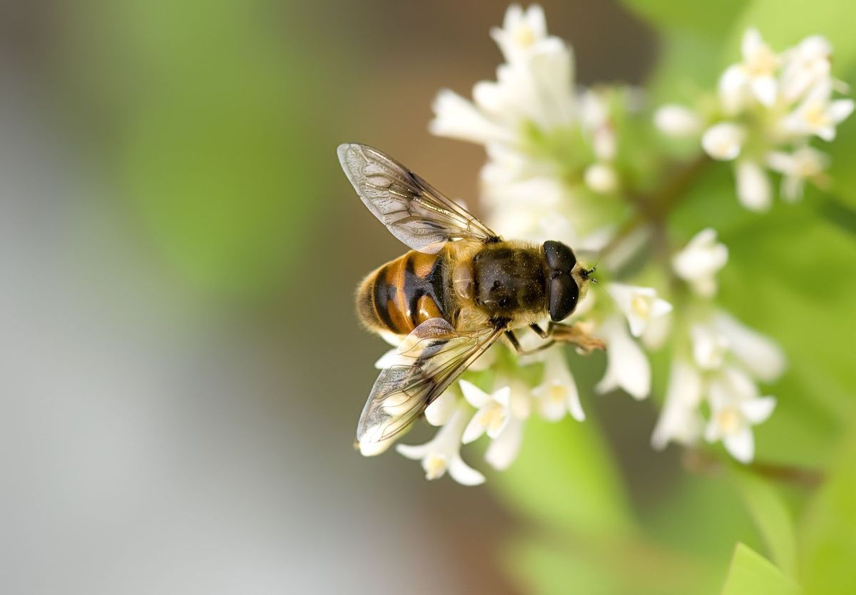 ¿Por qué si las abejas desaparecen está en riesgo nuestra vida?