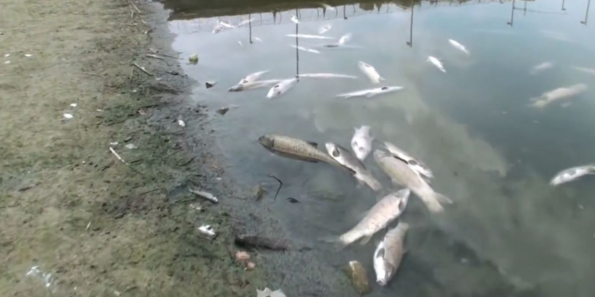 Preocupación por mortandad de peces en el Cesar