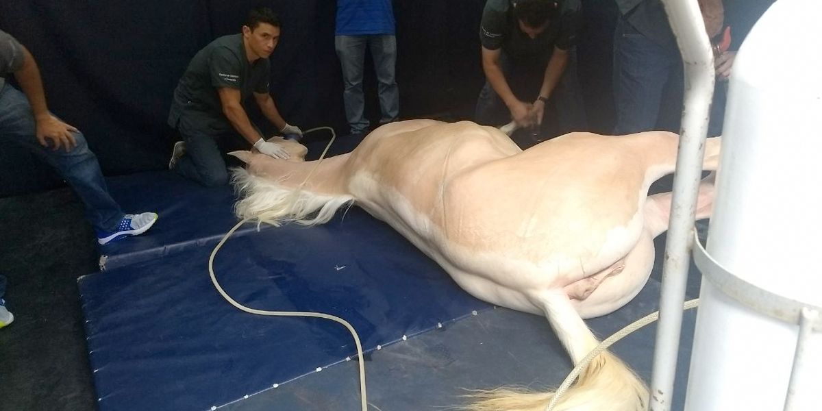 En Medellín se realizó la primera resonancia magnética en equinos del país