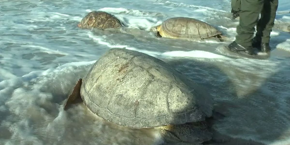 Liberan tortugas marinas en La Guajira luego de ser recuperadas por las autoridades