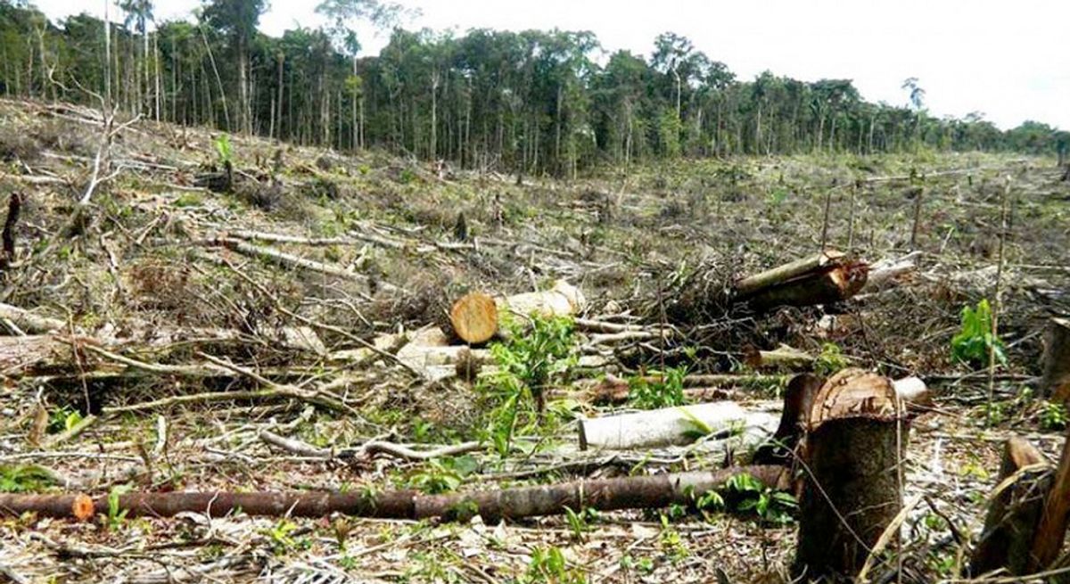 En 2016 se deforestaron 178.000 hectáreas
