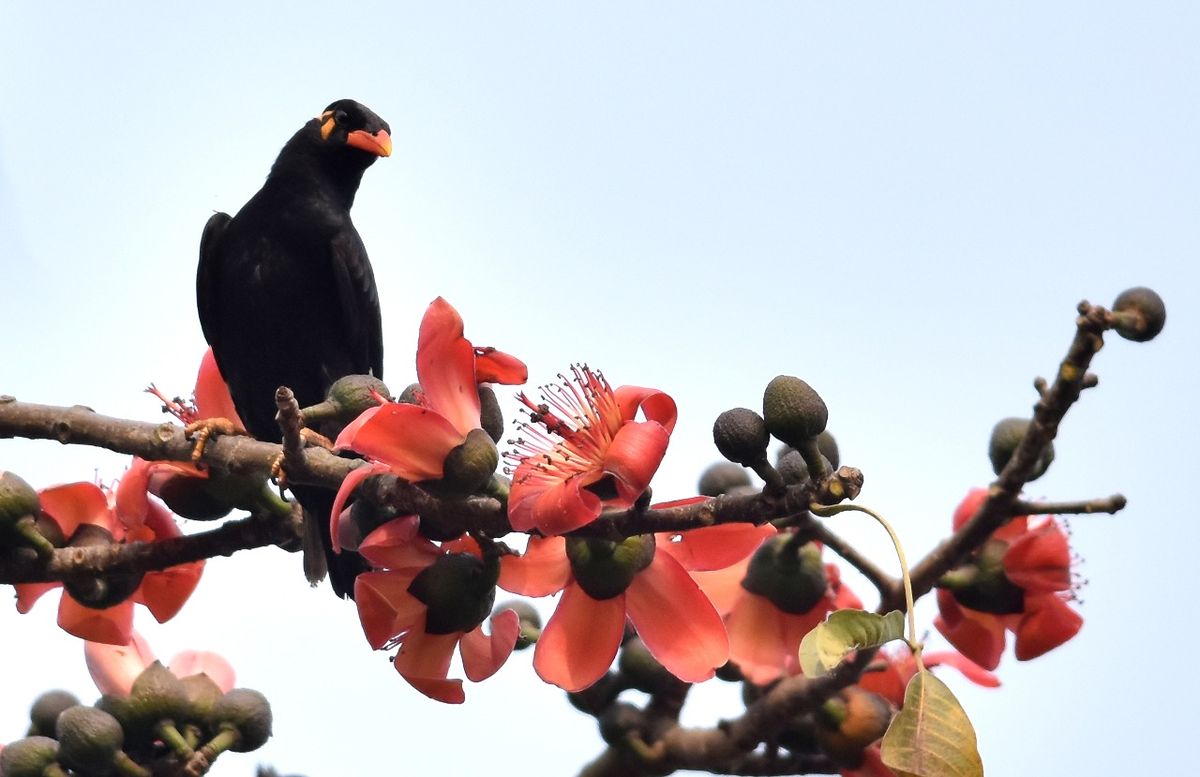 INDIA: Un pájaro común myna (Gracula religiosa) se sienta en la rama de un árbol Bombax en las afueras de Guwahati el 30 de enero de 2018. Esta flor de temporada atrae a una variedad de aves silvestres y abejas. / PH: Biju BORO - AFP.