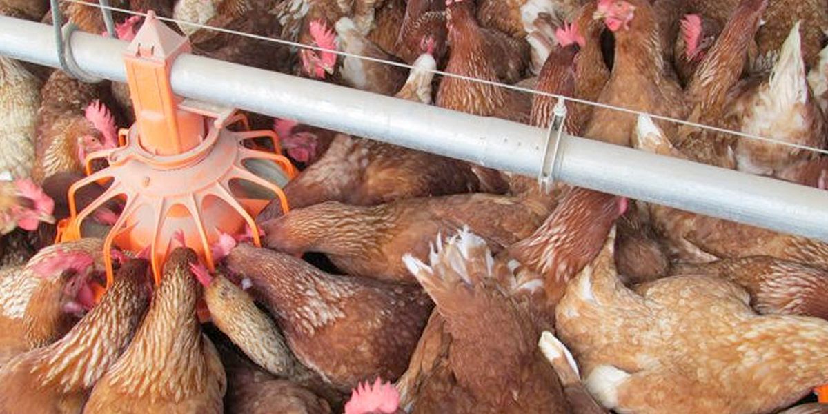 Alerta en Cundinamarca por brote de virus aviar que afecta humanos