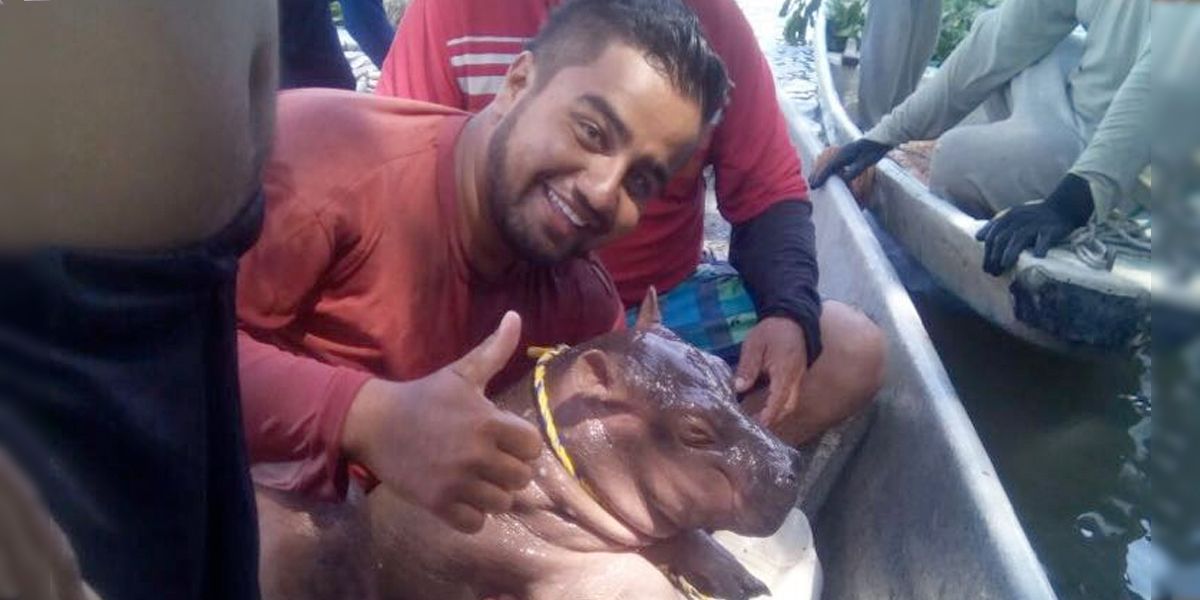 Investigan presunto tráfico ilegal de un bebé hipopótamo que vivía en Hacienda Nápoles