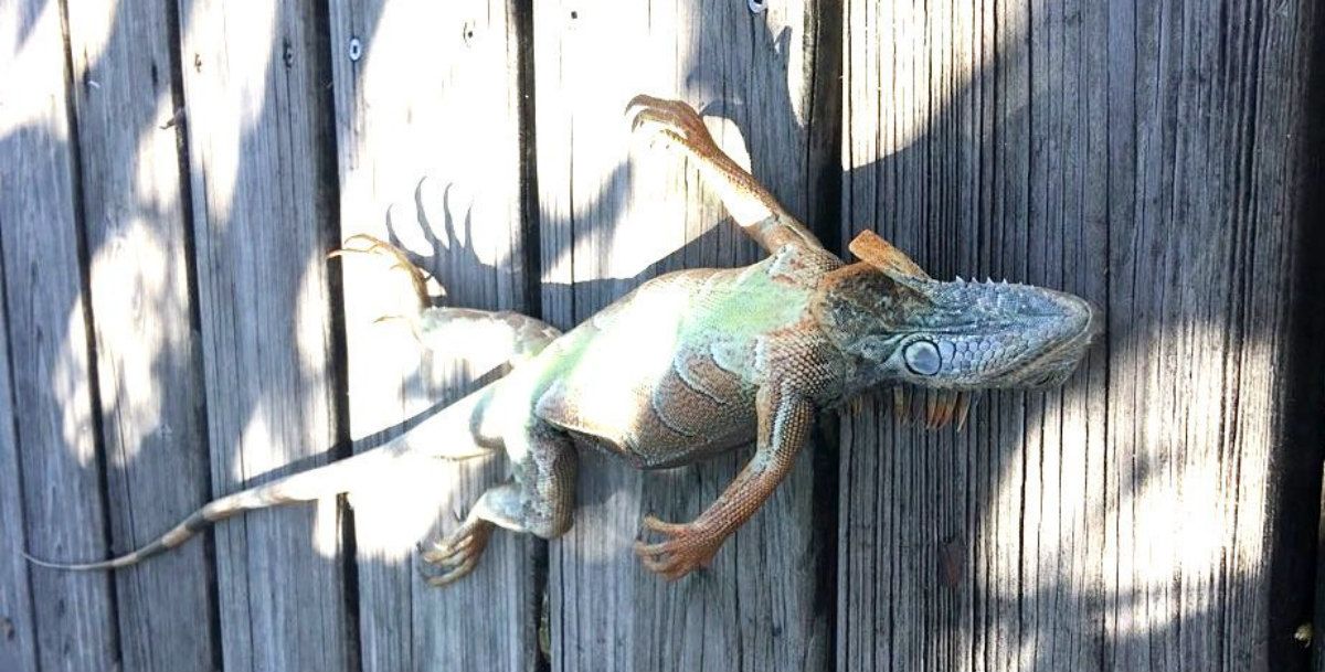 “Llueven” iguanas congeladas tras ola de frío en Florida