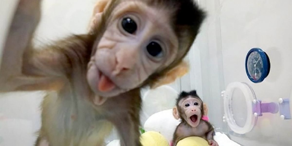 Defensores de animales rechazan clonación de monos en Shangai