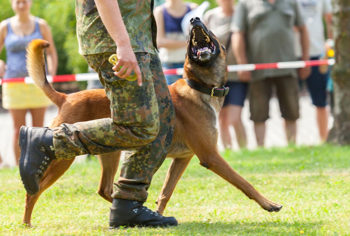 perro policia entrenamiento 123rf