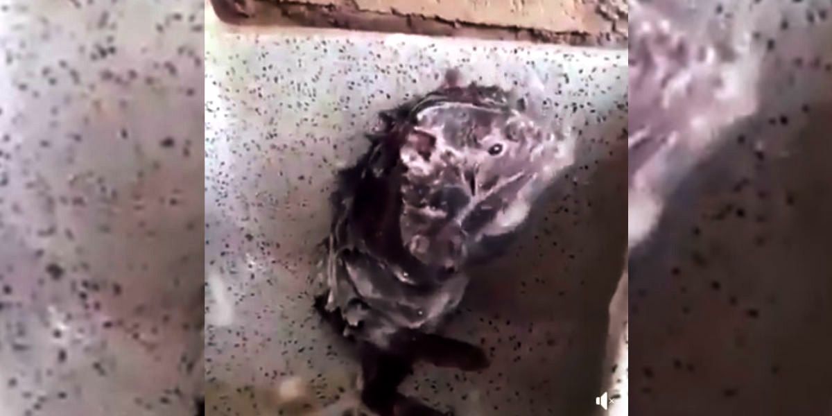 La triste historia detrás de la supuesta rata que se da un baño