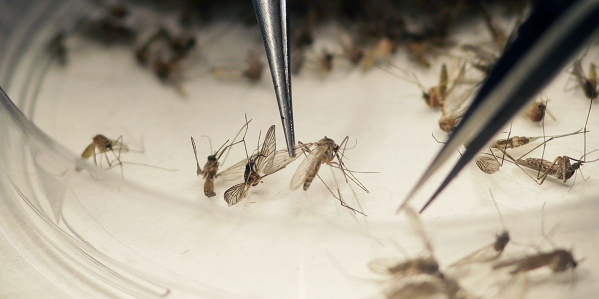 Miami inicia ‘guerra biológica’ contra el zika