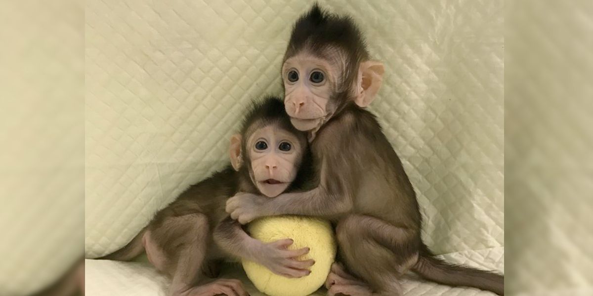 Científicos chinos crean los primeros monos clonados