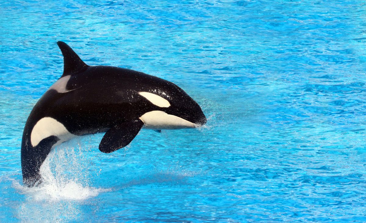 Conoce a Wikie, la primera orca en imitar sonidos humanos