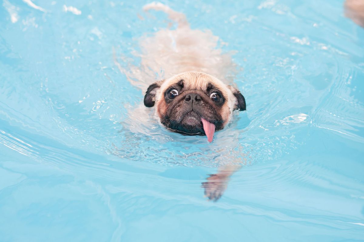 Los beneficios de salir a nadar con tu perro