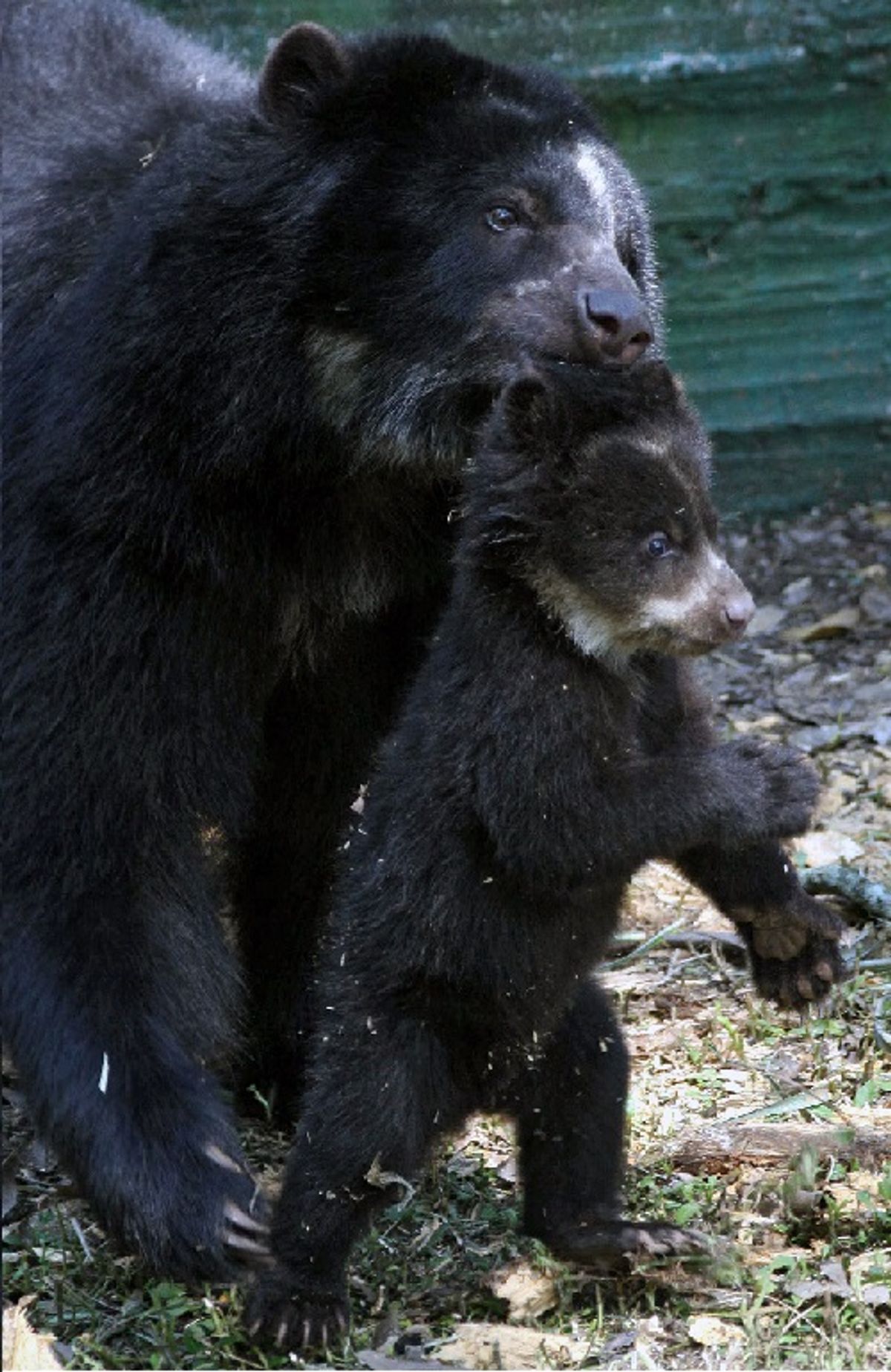 Conservación y protección del oso de anteojos en Colombia