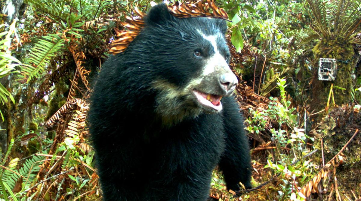 Video | CAR pidió no atentar contra oso de anteojos tras ataque a un ternero