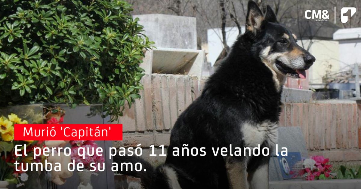 Murió ‘Capitán’, el perro que vivía junto a la tumba de su dueño desde hace 11 años
