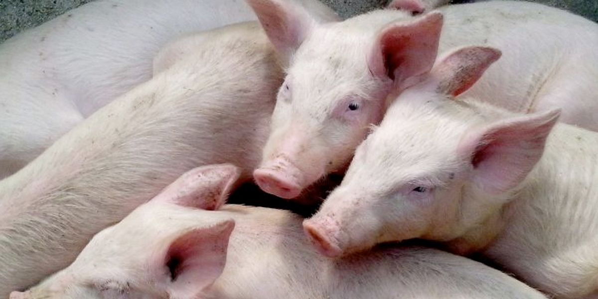 La carne de cerdo colombiana, a un paso de que se venda al mercado ecuatoriano