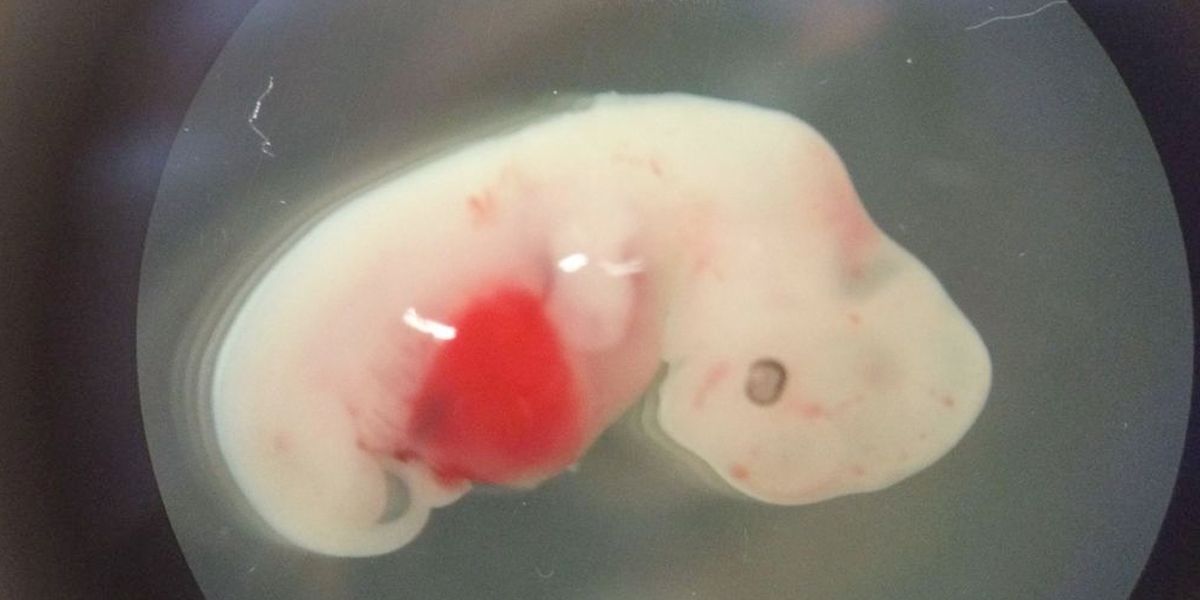 Crean embrión con células de ovinas y humanas