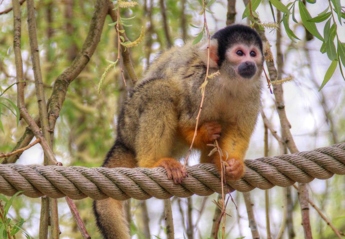 micos titi monos puente animales 1 - 123rf