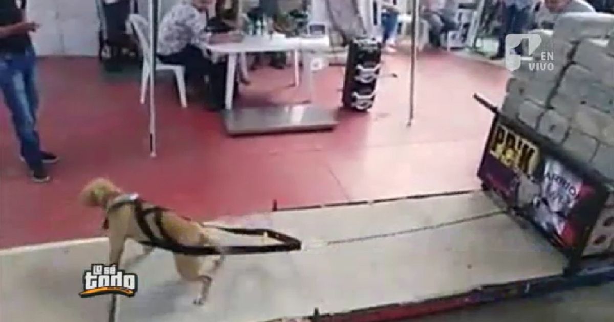 Competencia en Soacha que mide fuerza de perros ¿maltrato animal?