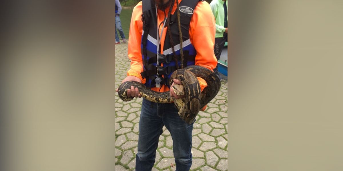 Rescatan a boa constrictor en estado de gestación en Parque Simón Bolívar de Bogotá